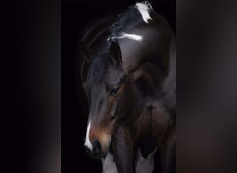 KWPN, Merrie, 6 Jaar, 174 cm, Gevlekt-paard