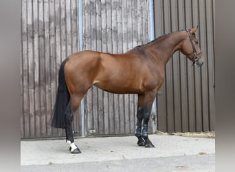 KWPN, Merrie, 6 Jaar, 175 cm, Bruin