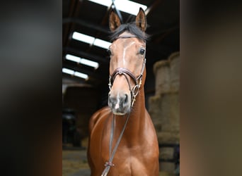 KWPN, Merrie, 6 Jaar, 175 cm, Bruin