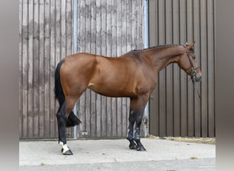 KWPN, Merrie, 6 Jaar, 175 cm, Bruin