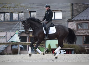 KWPN, Merrie, 6 Jaar, 175 cm, Donkerbruin