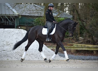 KWPN, Merrie, 6 Jaar, 175 cm, Donkerbruin