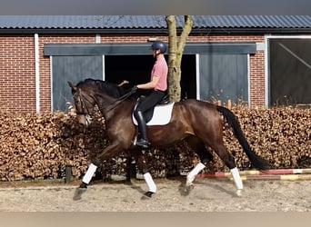 KWPN, Merrie, 6 Jaar, 176 cm, Donkerbruin