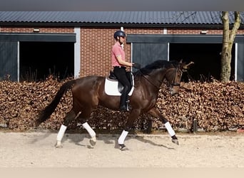 KWPN, Merrie, 6 Jaar, 176 cm, Donkerbruin