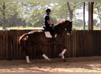 KWPN, Merrie, 6 Jaar, 176 cm, Vos