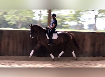 KWPN, Merrie, 6 Jaar, 176 cm, Vos