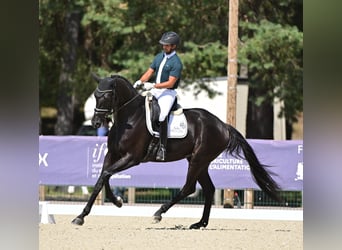 KWPN, Merrie, 6 Jaar, 178 cm, Zwart