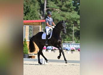 KWPN, Merrie, 6 Jaar, 178 cm, Zwart