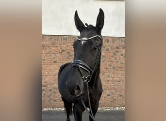 KWPN, Merrie, 6 Jaar, 180 cm, Zwart