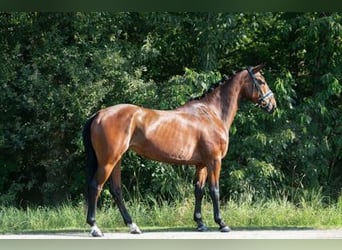 KWPN, Merrie, 7 Jaar, 100 cm, Brauner