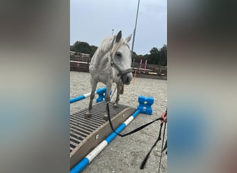 KWPN, Merrie, 7 Jaar, 142 cm, Appelschimmel