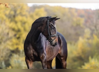 KWPN, Merrie, 7 Jaar, 160 cm, Donkerbruin