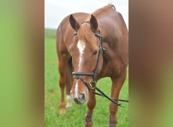 KWPN, Merrie, 7 Jaar, 160 cm