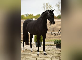 KWPN, Merrie, 7 Jaar, 160 cm, Zwart