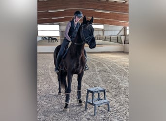 KWPN, Merrie, 7 Jaar, 160 cm, Zwart