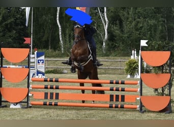 KWPN, Merrie, 7 Jaar, 162 cm, Donkere-vos