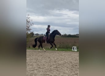 KWPN, Merrie, 7 Jaar, 164 cm, Bruin