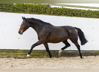 KWPN, Merrie, 7 Jaar, 164 cm, Bruin