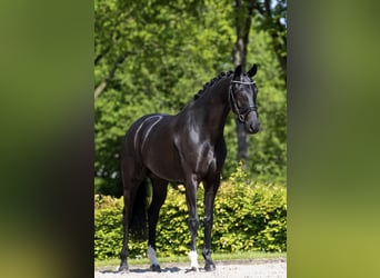 KWPN, Merrie, 7 Jaar, 164 cm, Zwart