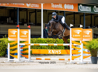 KWPN, Merrie, 7 Jaar, 165 cm, Bruin