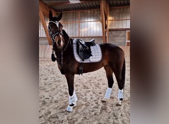 KWPN, Merrie, 7 Jaar, 165 cm, Donkerbruin