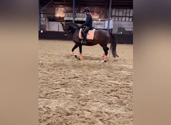 KWPN, Merrie, 7 Jaar, 165 cm, Donkerbruin