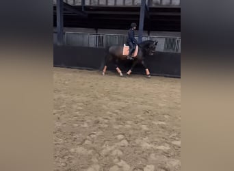 KWPN, Merrie, 7 Jaar, 165 cm, Donkerbruin