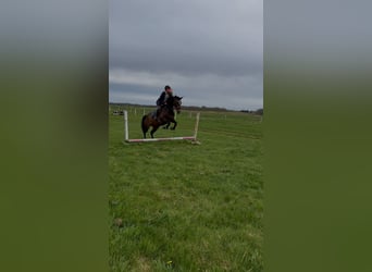 KWPN, Merrie, 7 Jaar, 165 cm, Donkerbruin