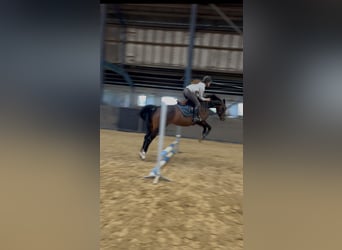 KWPN, Merrie, 7 Jaar, 165 cm, Donkerbruin