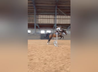 KWPN, Merrie, 7 Jaar, 165 cm, Donkerbruin