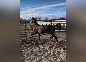 KWPN, Merrie, 7 Jaar, 165 cm, Donkerbruin