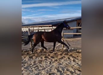 KWPN, Merrie, 7 Jaar, 165 cm, Donkerbruin