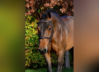 KWPN, Merrie, 7 Jaar, 165 cm, Donkerbruin