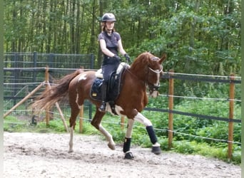 KWPN, Merrie, 7 Jaar, 165 cm, Gevlekt-paard