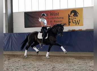 KWPN, Merrie, 7 Jaar, 165 cm, Zwart