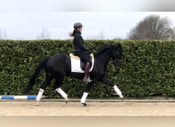 KWPN, Merrie, 7 Jaar, 165 cm, Zwart