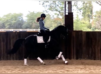 KWPN, Merrie, 7 Jaar, 165 cm, Zwart