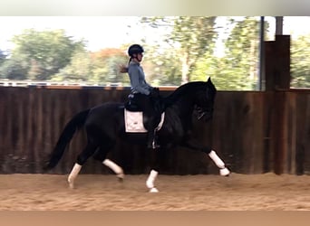 KWPN, Merrie, 7 Jaar, 165 cm, Zwart