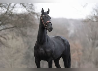 KWPN, Merrie, 7 Jaar, 165 cm, Zwart