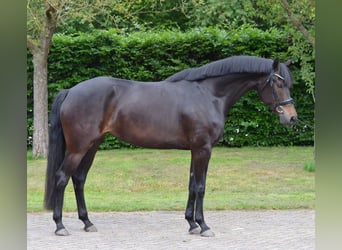 KWPN, Merrie, 7 Jaar, 165 cm, Zwartbruin