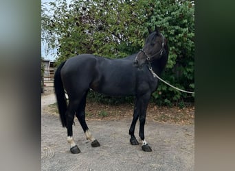 KWPN, Merrie, 7 Jaar, 165 cm, Zwartbruin