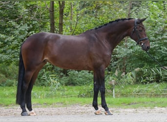 KWPN, Merrie, 7 Jaar, 166 cm, Bruin