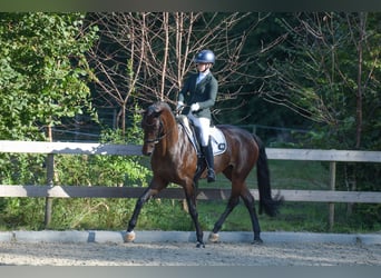 KWPN, Merrie, 7 Jaar, 166 cm, Bruin