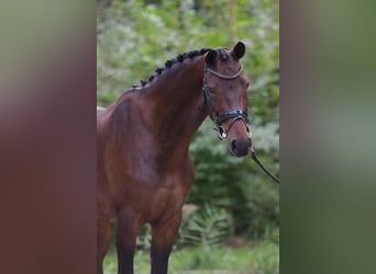 KWPN, Merrie, 7 Jaar, 166 cm, Bruin