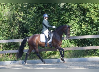 KWPN, Merrie, 7 Jaar, 166 cm, Bruin