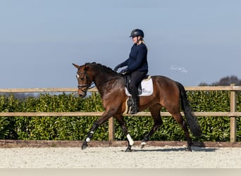 KWPN, Merrie, 7 Jaar, 166 cm, Bruin