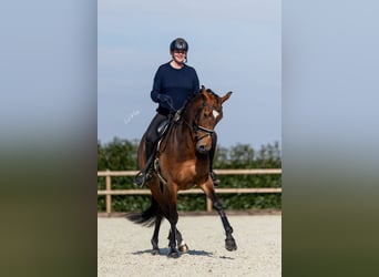 KWPN, Merrie, 7 Jaar, 166 cm, Bruin