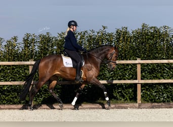 KWPN, Merrie, 7 Jaar, 166 cm, Bruin
