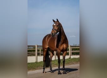 KWPN, Merrie, 7 Jaar, 166 cm, Bruin