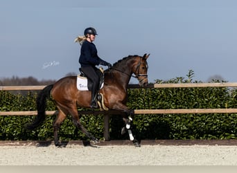 KWPN, Merrie, 7 Jaar, 166 cm, Bruin